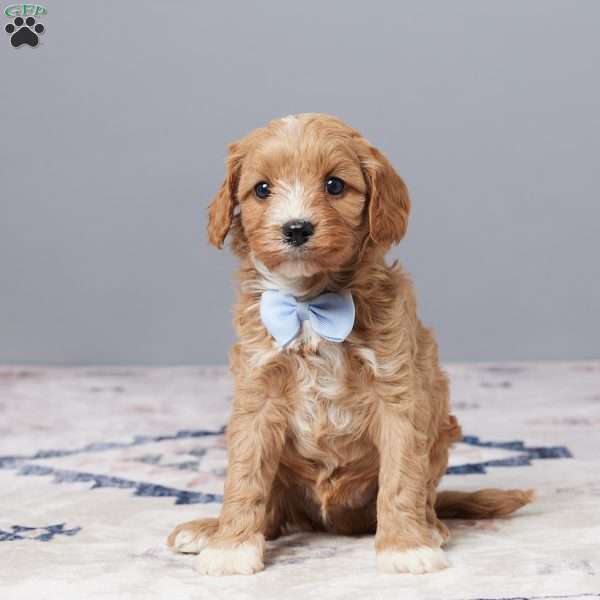 Duke, Cavapoo Puppy